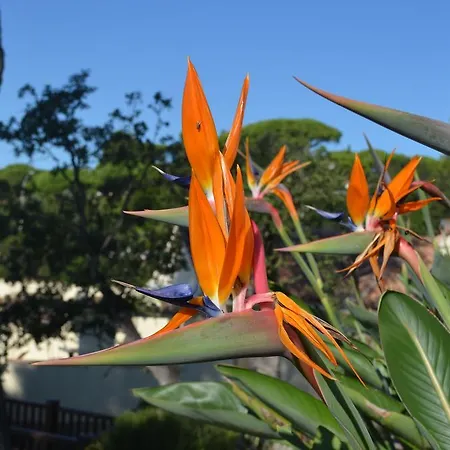 Pointe Alegre Villa Grimaud