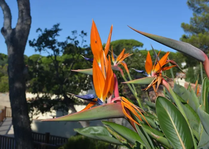 Pointe Alegre Villa Grimaud